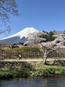 桜と富士山